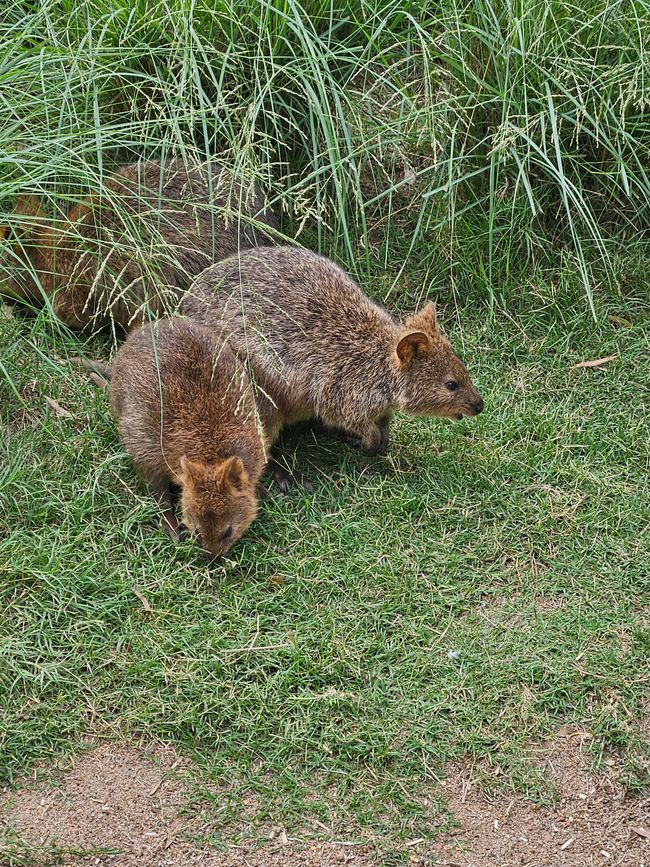 Kangaroo