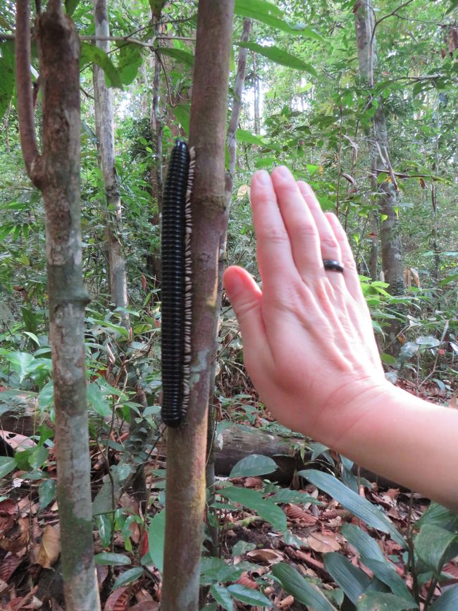 Sinharaja - l'ultima foresta pluviale dello Sri Lanka