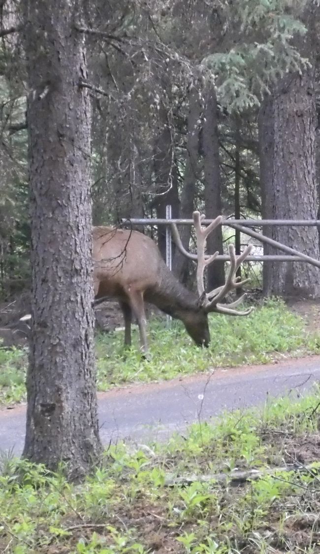 Le cerf se tient juste à la sortie