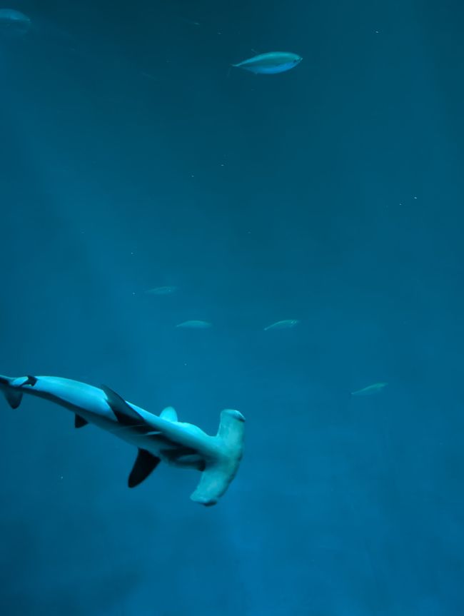 Aquarium de Monterey