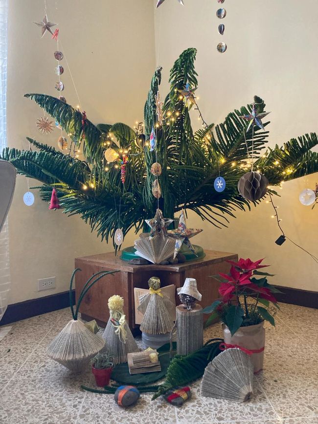 Unser "Weihnachtsbaum" - dieabgesägte Spitze einer Araukarie