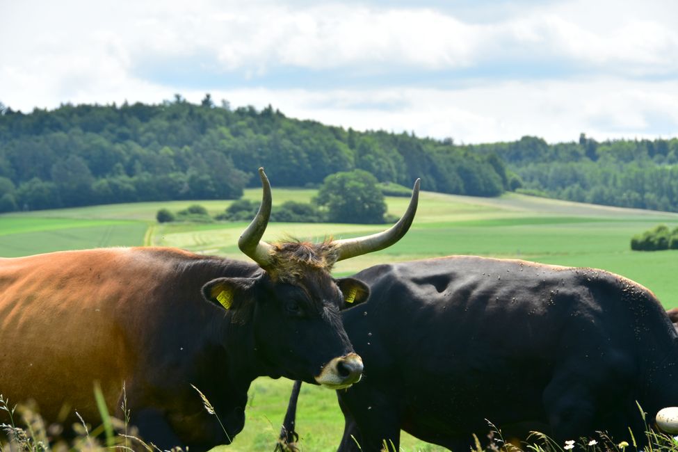 * * * S E C H T A S A F A R I - der Auerochsenweg
bei Bopfingen * * *