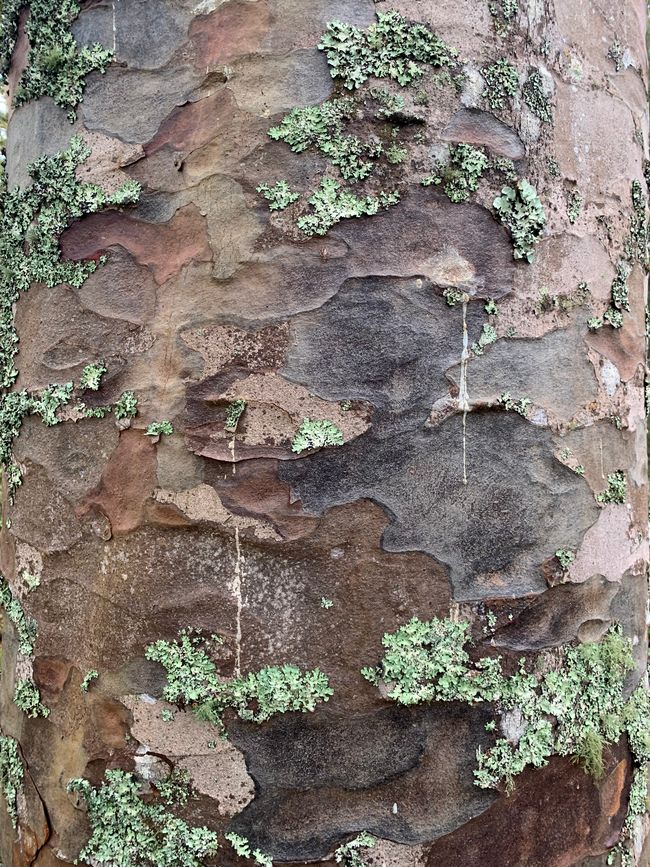 27_ARBRE KAURI