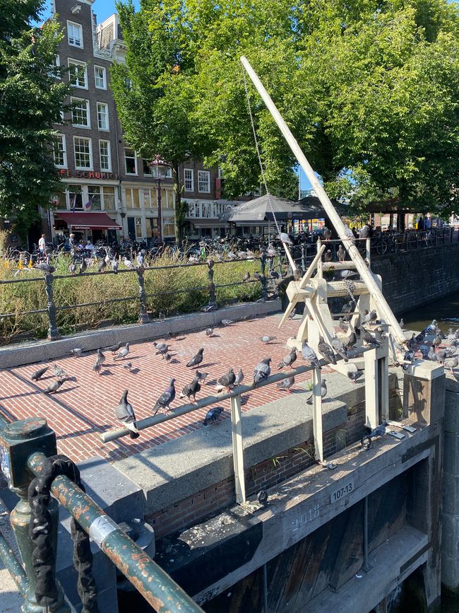 Die Möwen von Amsterdam: Tauben
