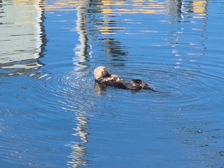 Otter im Hafen 🥰