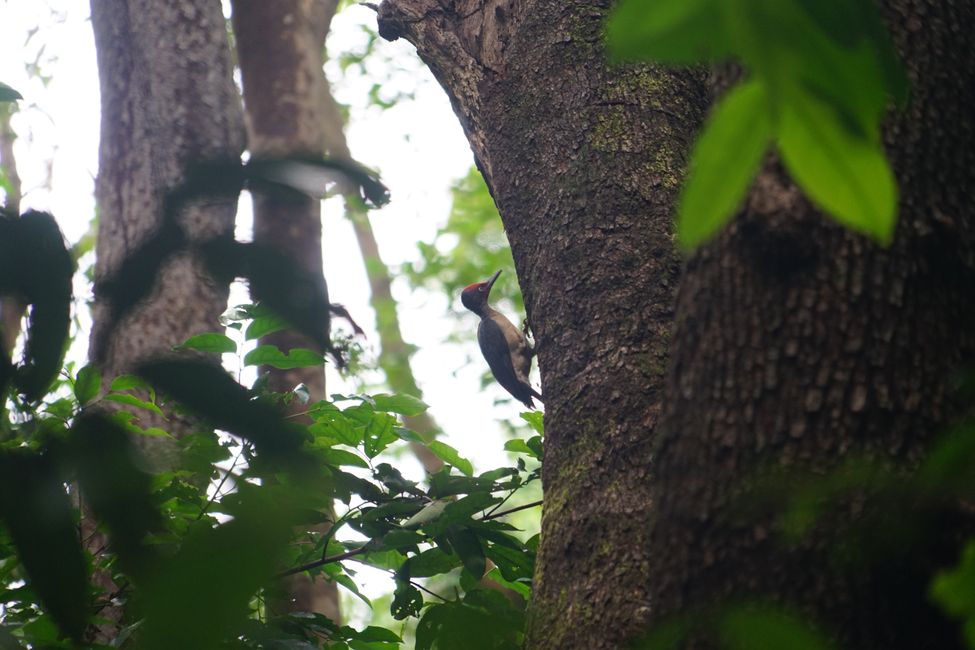 Tangkoko Nationalpark