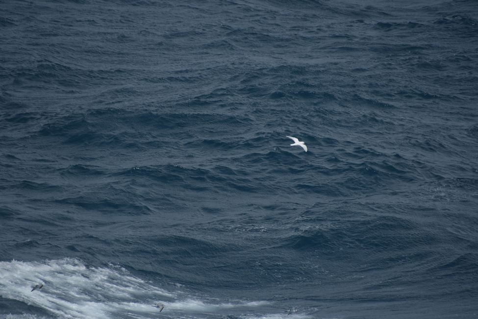 Schneesturmvogel / Snow petrel