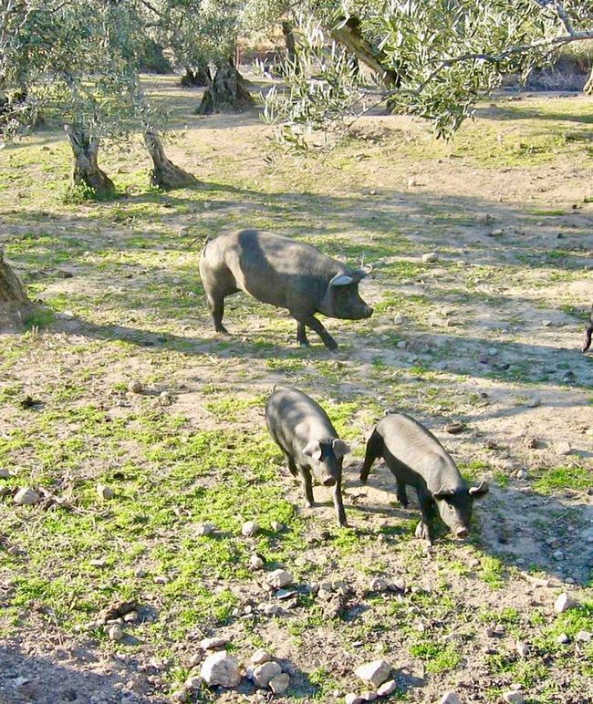 These are my stars: Iberico pigs.