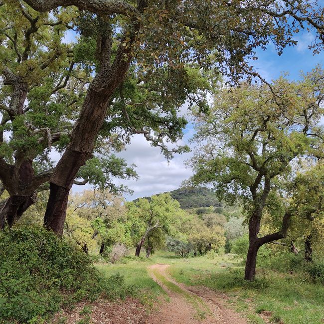 Vale Seco -> Santiago do Cacém