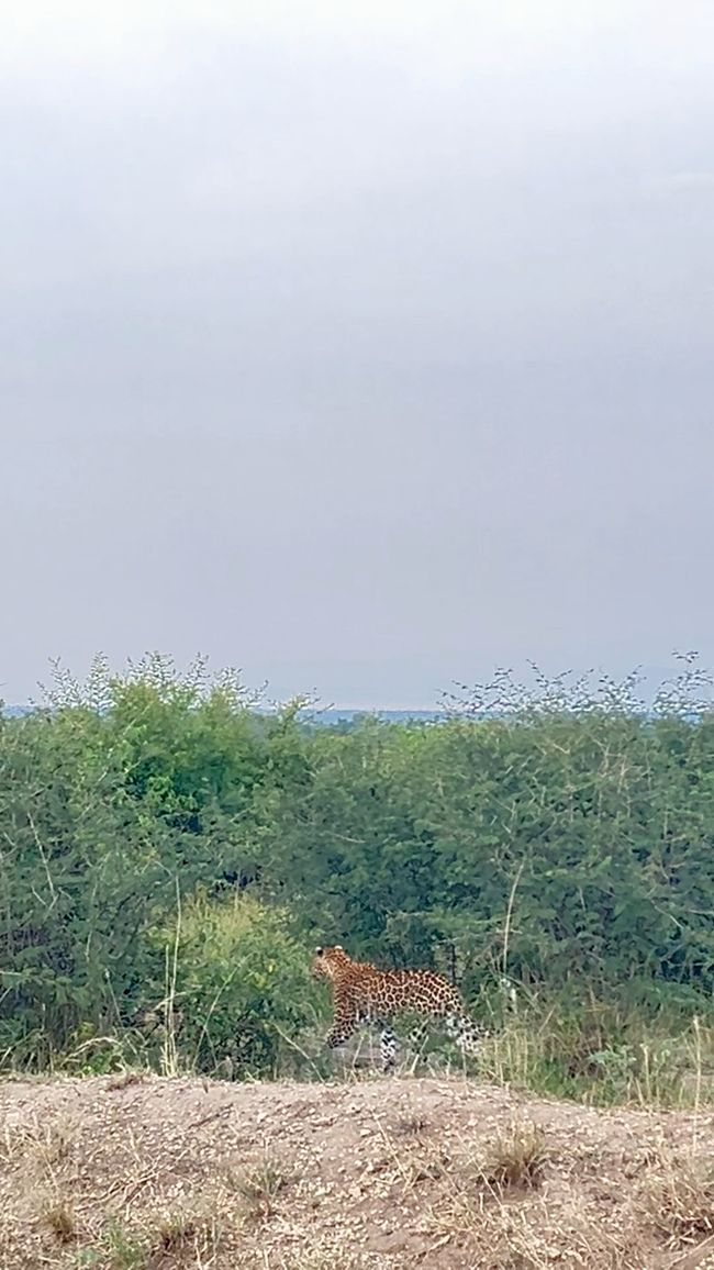 Queen Elizabeth Nationalpark