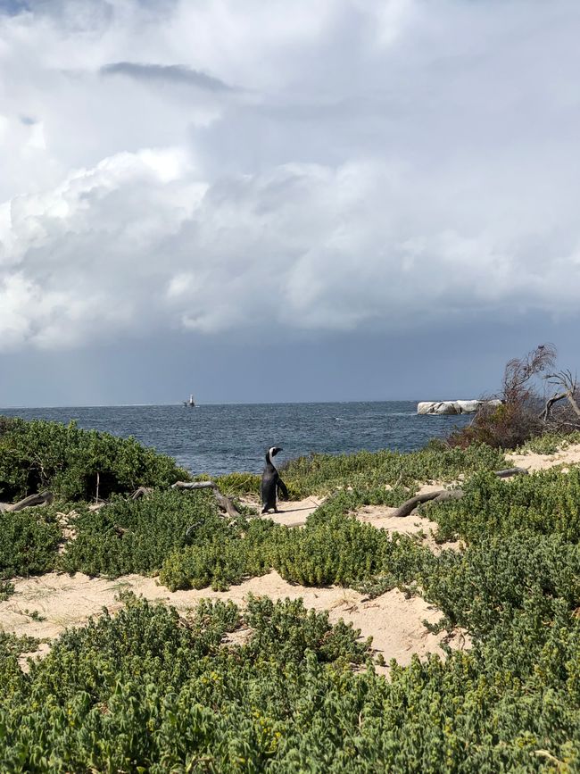 #5 - Cape Town - At the Cape of Good Hope