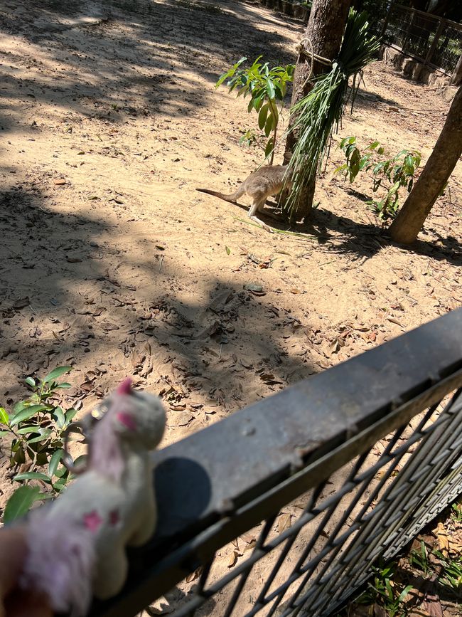 Tag 16 - Phu Quoc: Tierische Higloghts und glitzerndes Einhorn