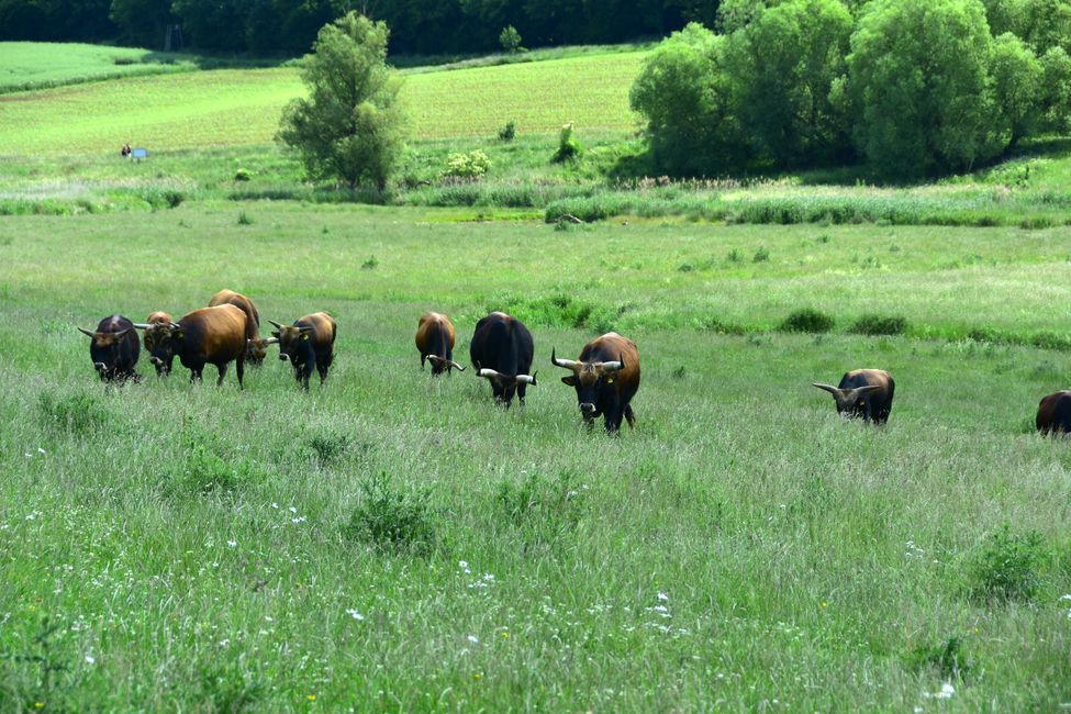 * * * S E C H T A S A F A R I - der Auerochsenweg
bei Bopfingen * * *