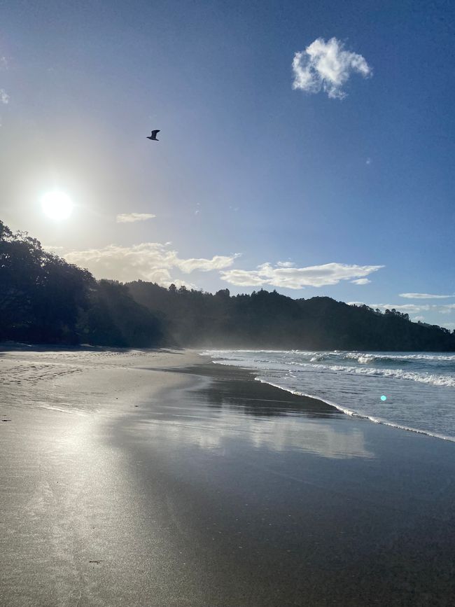 Coromandel loop