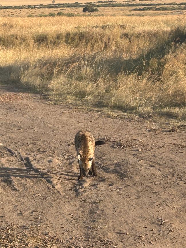 Masai Mara - La grande avvistamento di animali