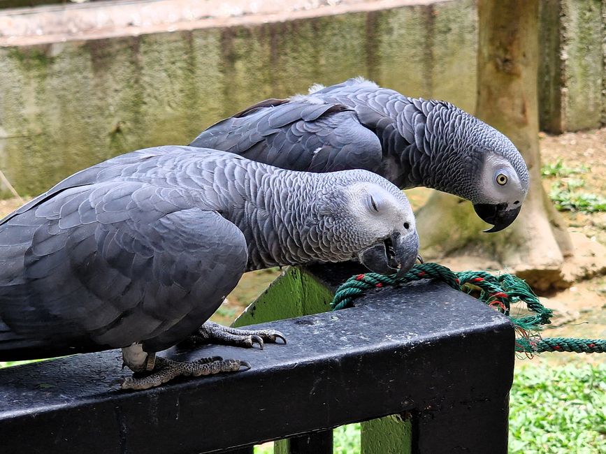Bird Park
