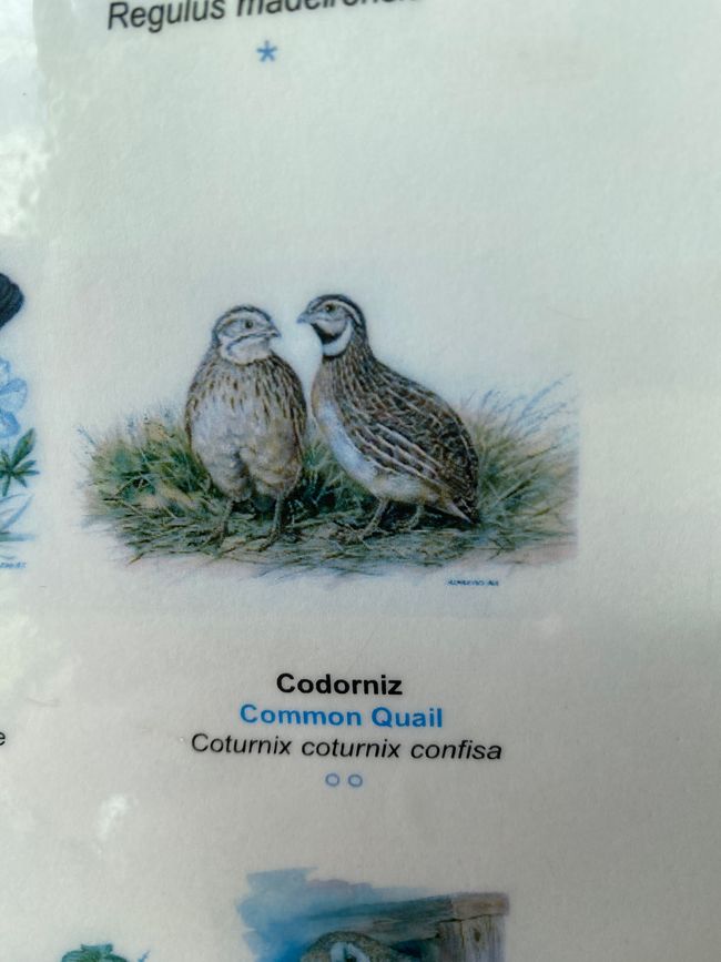 Erklärung folgte: eine Wachtel 