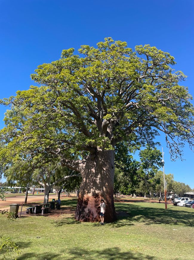Derby, the town of Boab trees