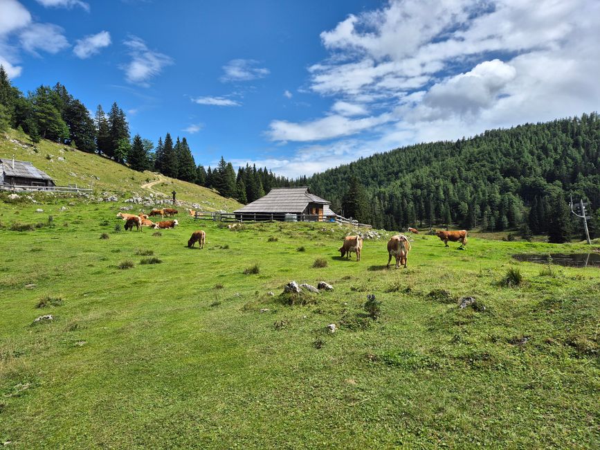 Nauf auf die Alm🐄