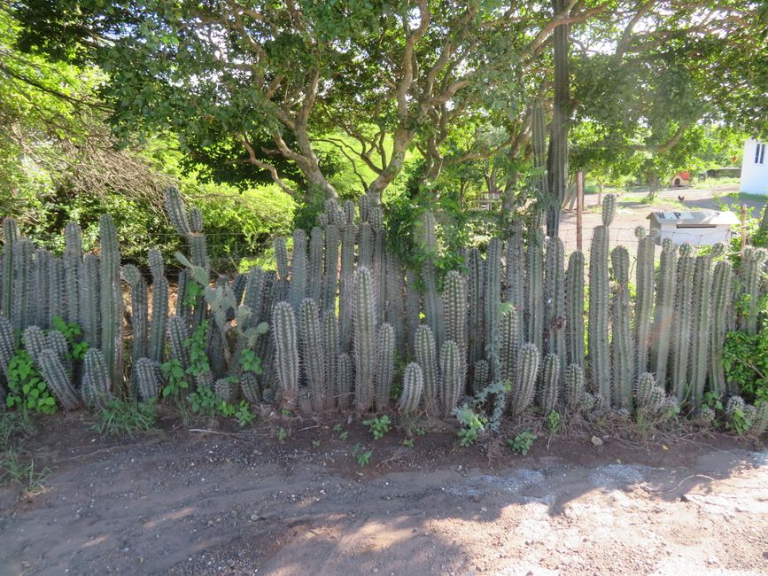 Cactus, cactus, cactus