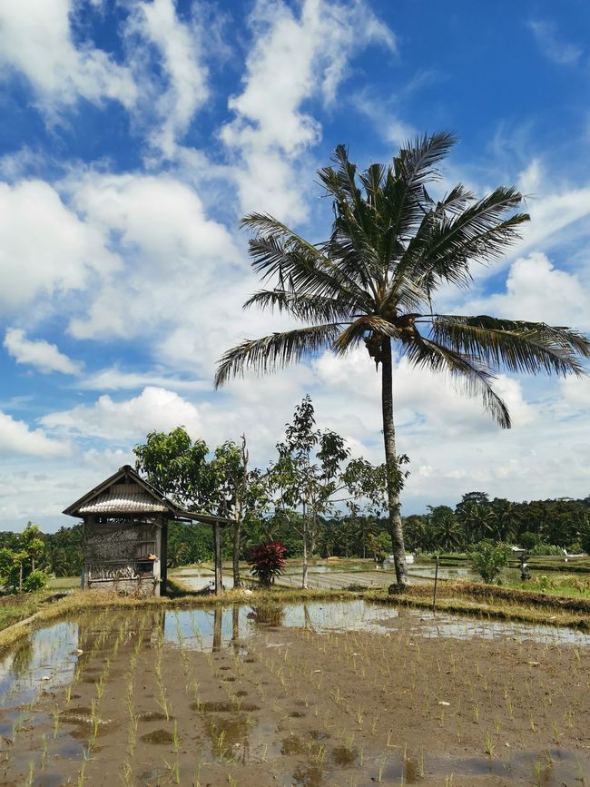Bali - Reisfelder und Surfhotspot
