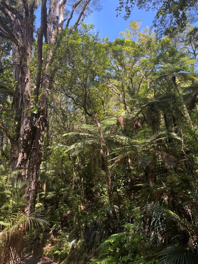 Today is hiking day! Coromandel Forest Park - Waiomu Kauri Grove