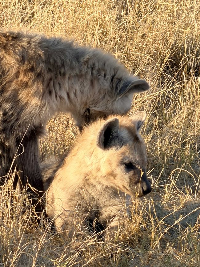 Wildnis 🐆