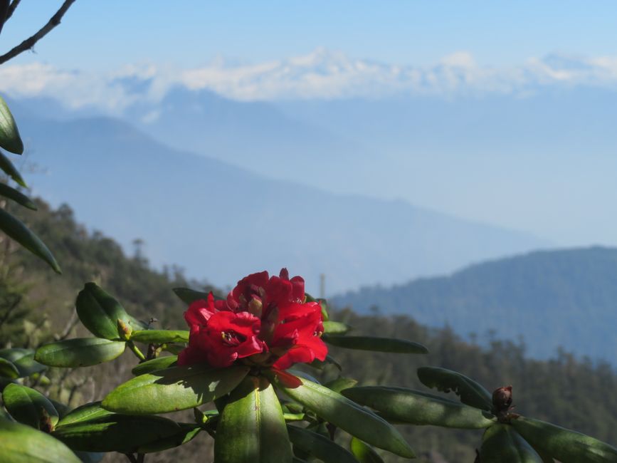 Rhododendron und Berge