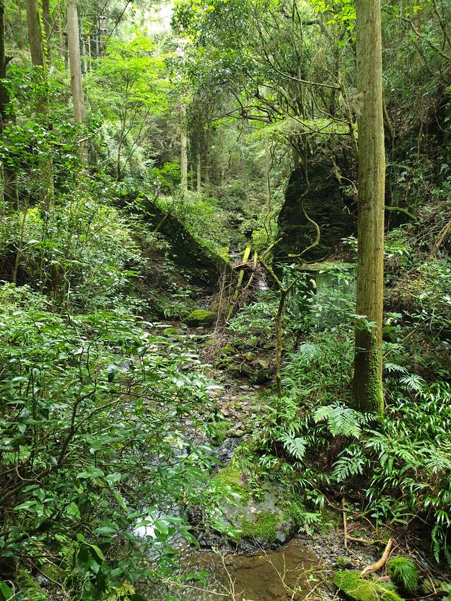 So stellt man sich eine schöne Bergwanderung durch den Wald vor