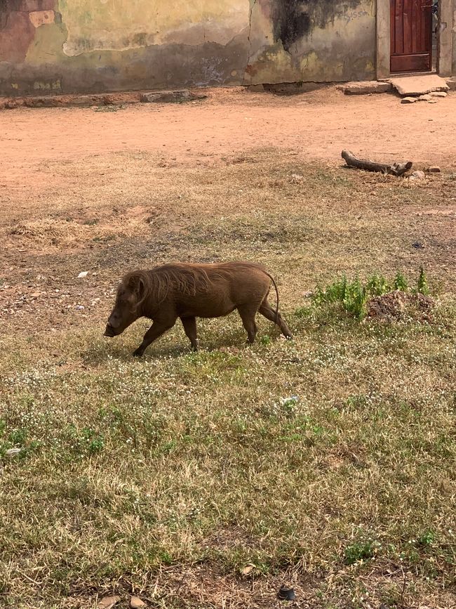Parco Nazionale Mole & Larabanga
