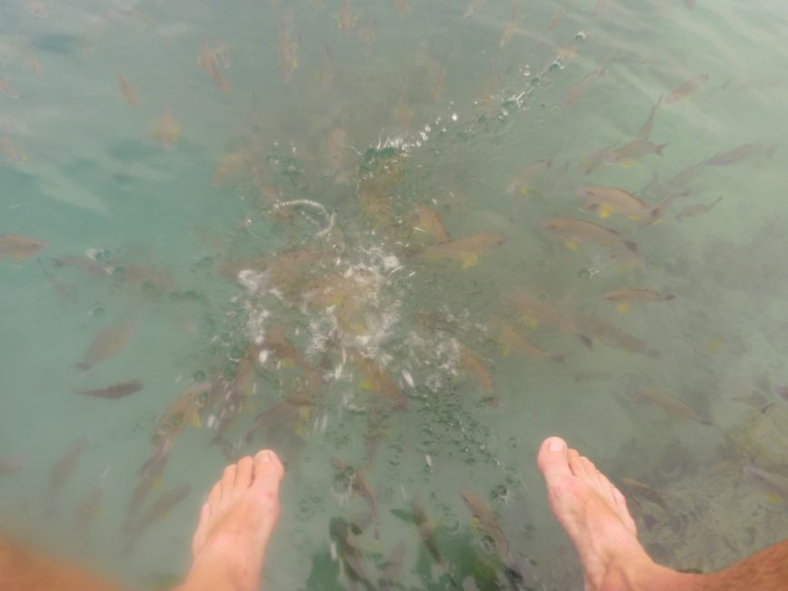 Fische füttern
