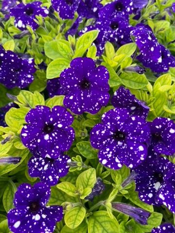 Flowers, Flowers