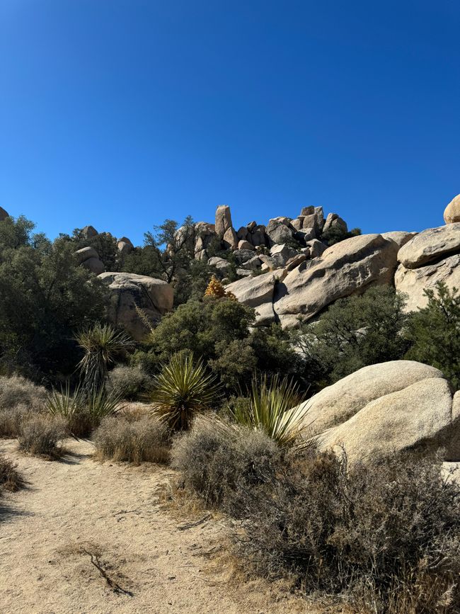 26.09. Joshua Tree Park