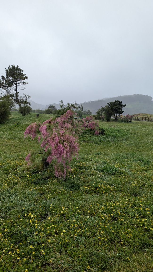2. Etapa Camino del Norte - de Getxo a Castro Urdiales