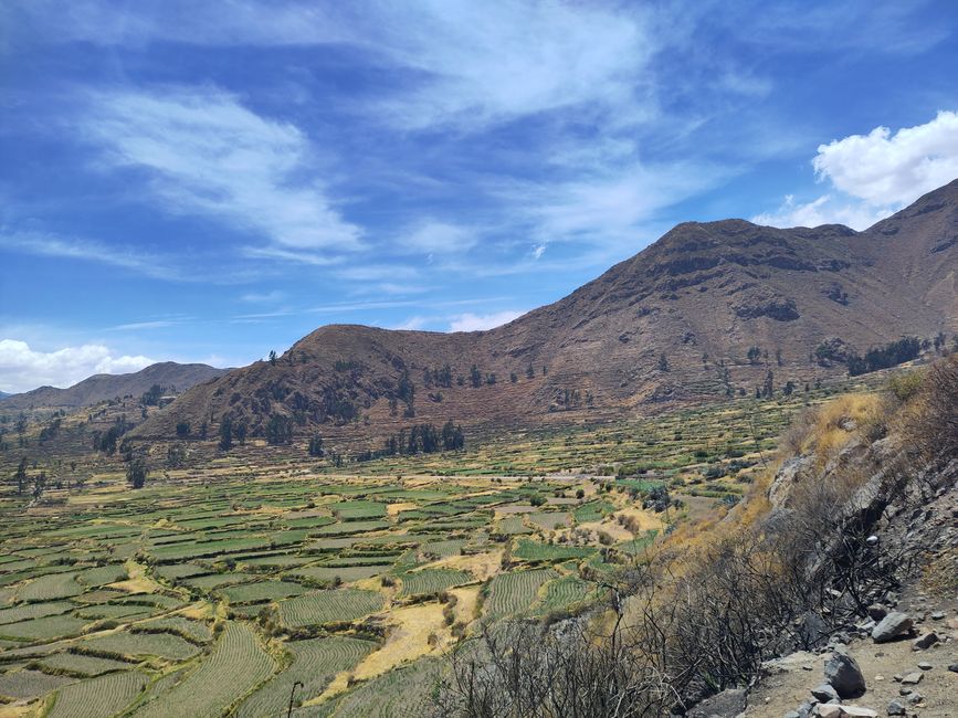Arequipa: Beautiful Colca Canyon and the best almond peak in the world
