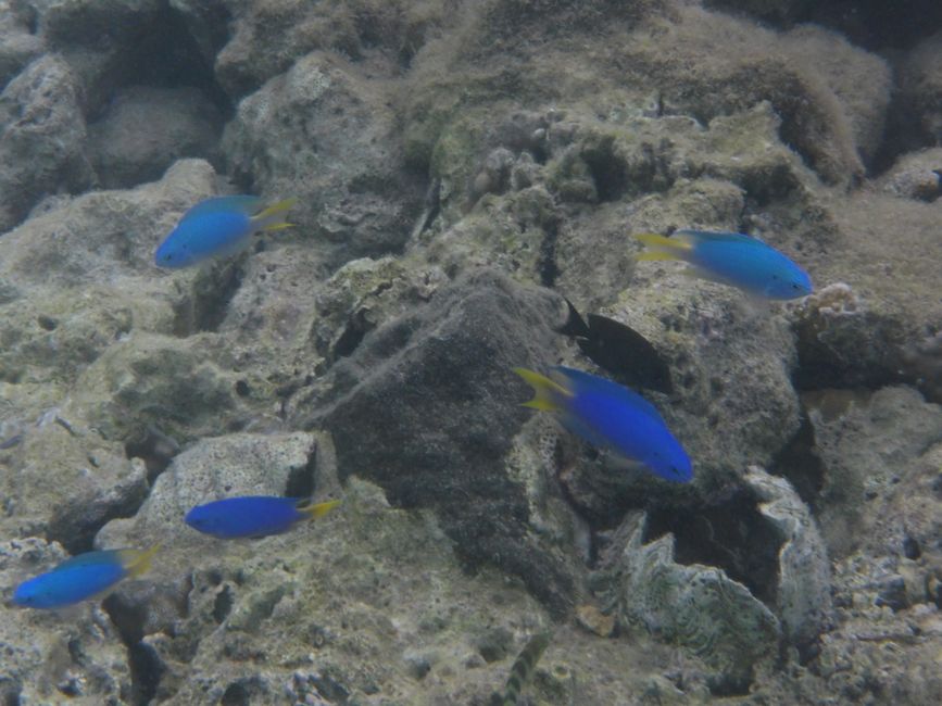 2025-05-09 Maupiti