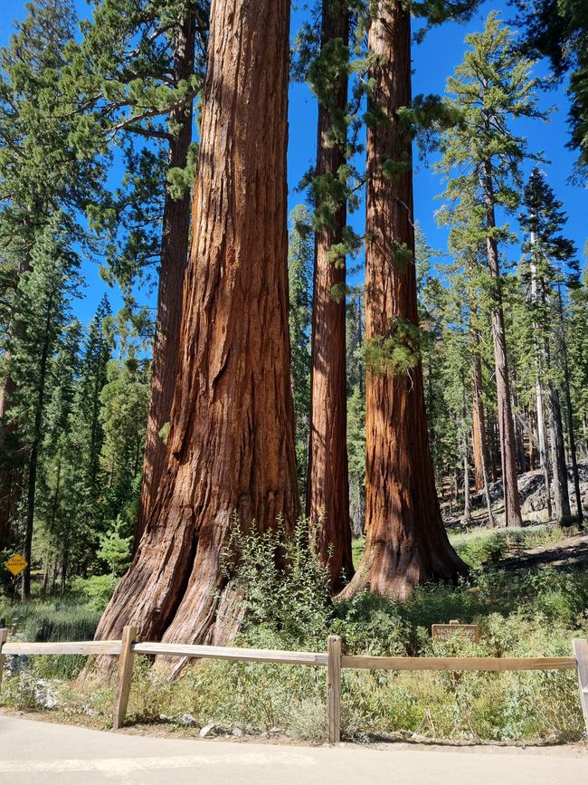 Kalifornien 2025, Tag 6, Yosemite National Park