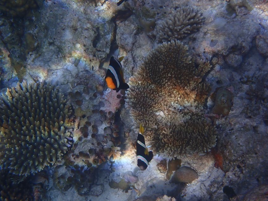 Clarks Anemonenfisch / Clark's anemonefish