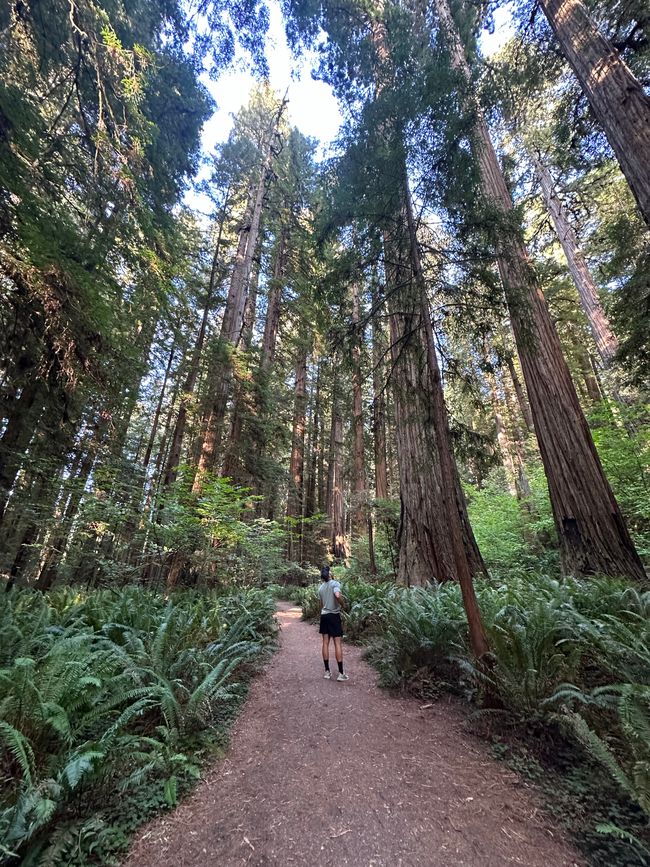 North Californian redwoods