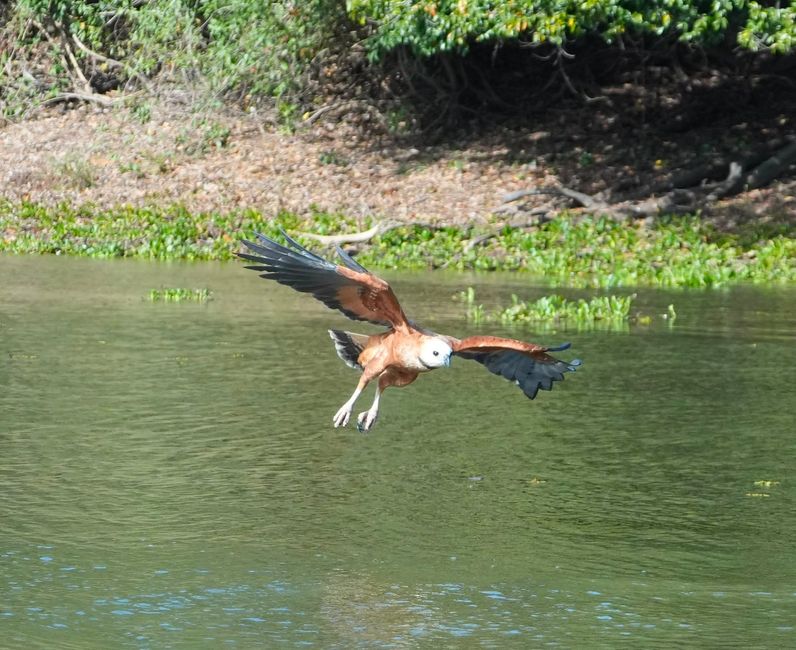 Excursión en barco en el Pantanal