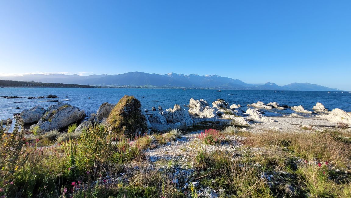 "Animal Watching" in Kaikoura – Part One