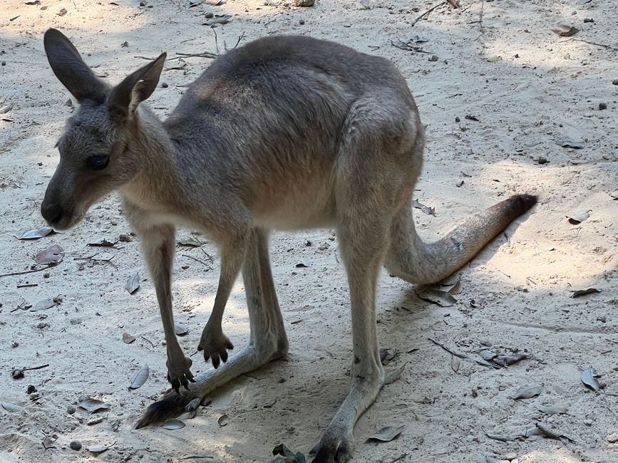 Tag 16 - Phu Quoc: Tierische Higloghts und glitzerndes Einhorn