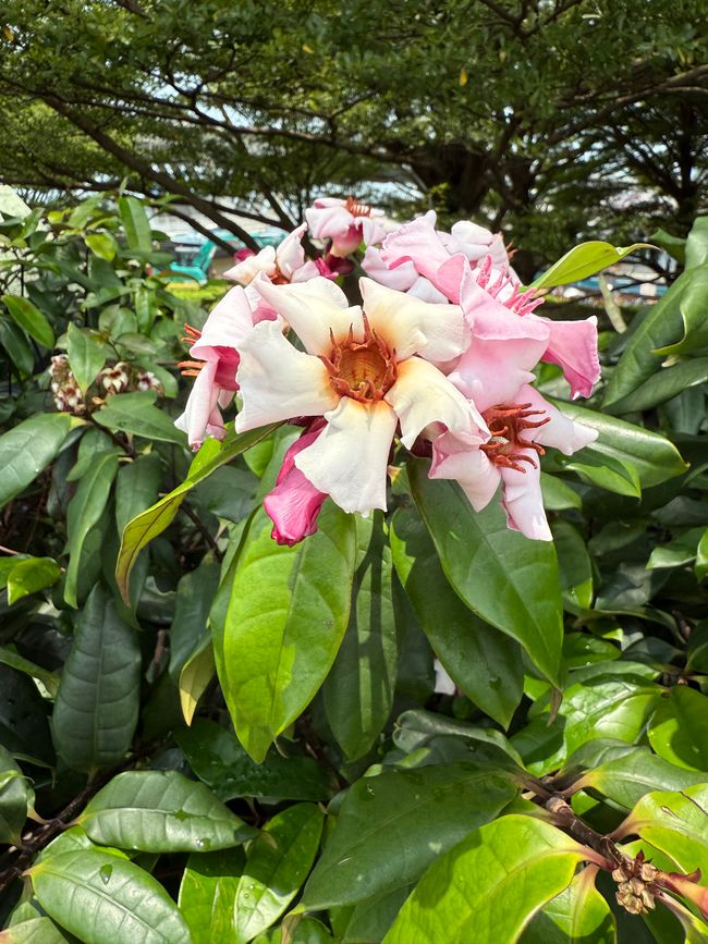 Fra Garden by the Bay