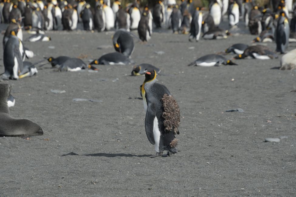 Königspinguine / King penguins