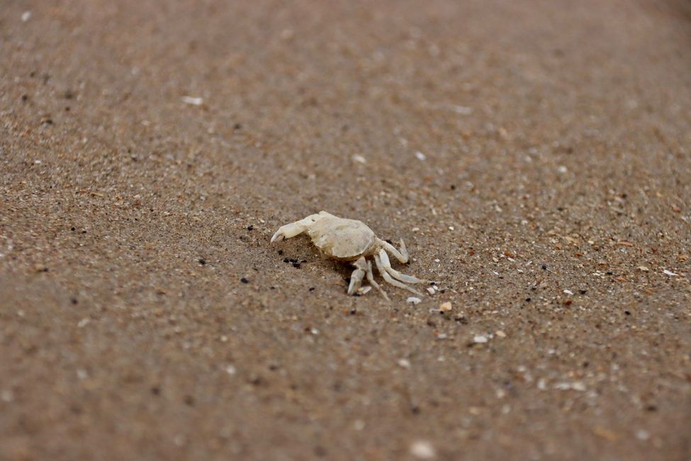 Krebs am Strand