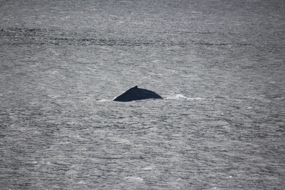 Day 13: Port Hardy - INSIDE PASSAGE  Prince Rupert