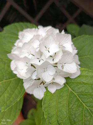 Valencia Stadt und Botanischer Garten