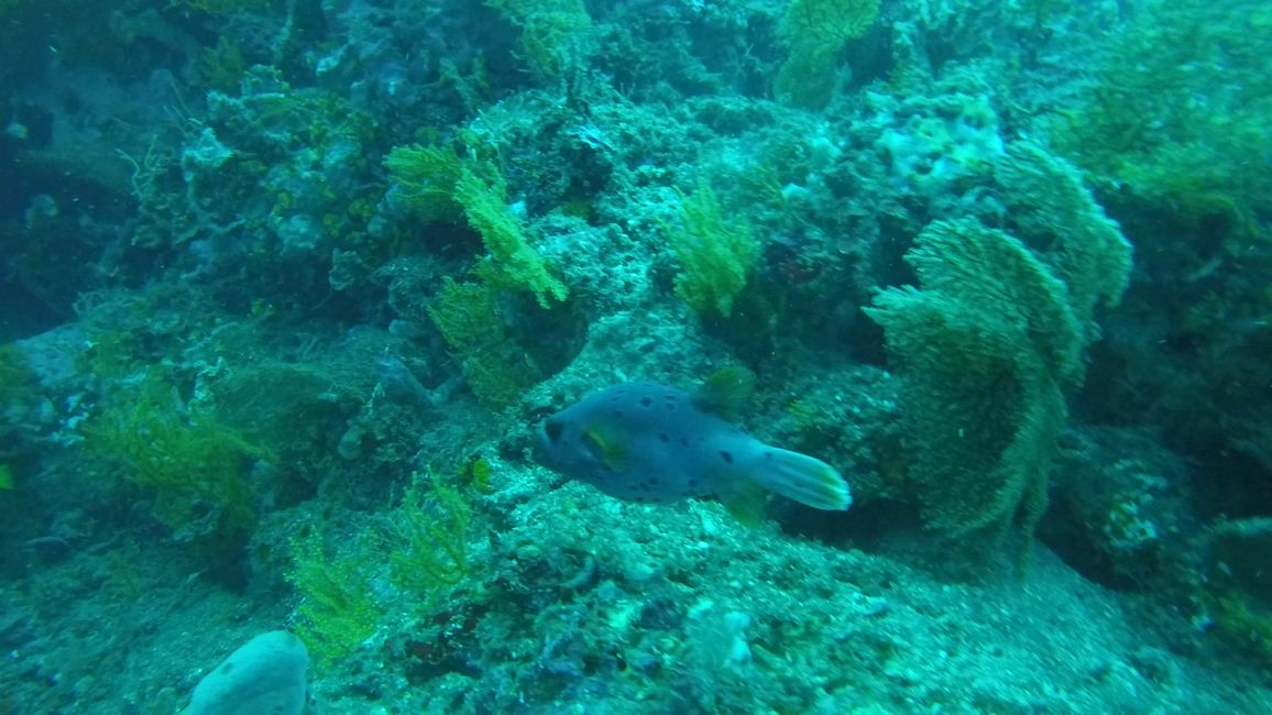 Blackspotted Pufferfish