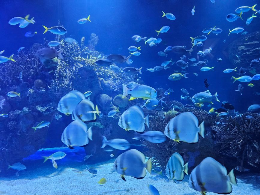 2025 - Aprile - Valencia - Oceanogràfic