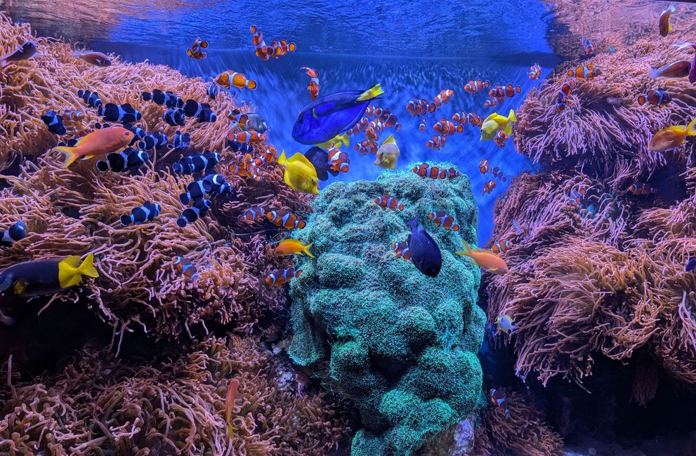 Aquarium de Monterey